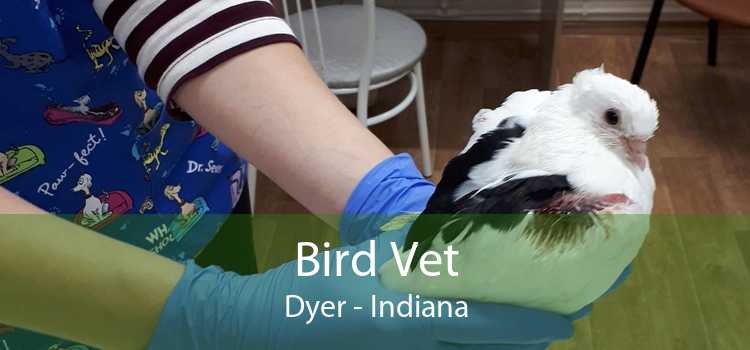 Bird Vet Dyer - Indiana