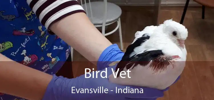 Bird Vet Evansville - Indiana