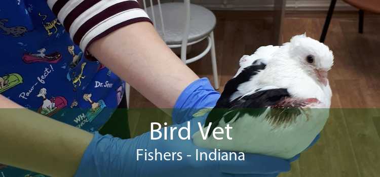 Bird Vet Fishers - Indiana