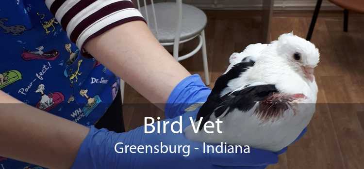 Bird Vet Greensburg - Indiana