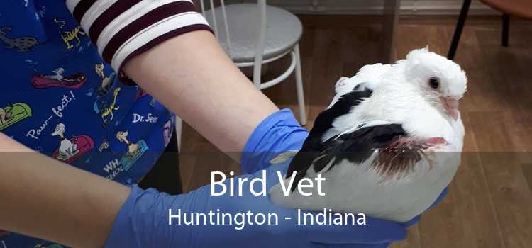 Bird Vet Huntington - Indiana