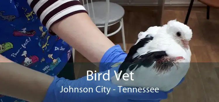 Bird Vet Johnson City - Tennessee