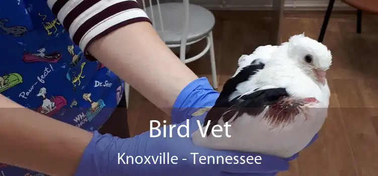 Bird Vet Knoxville - Tennessee