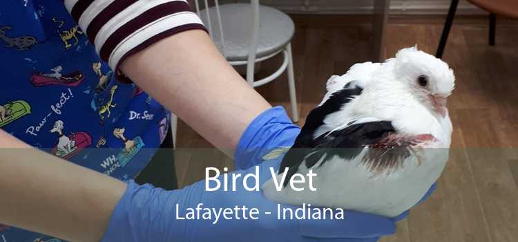 Bird Vet Lafayette - Indiana