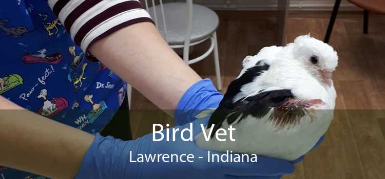 Bird Vet Lawrence - Indiana