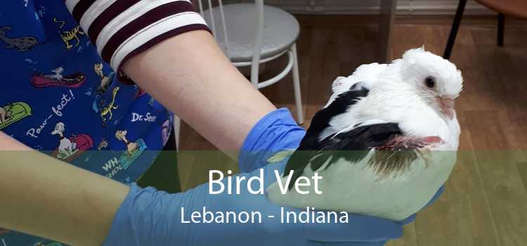 Bird Vet Lebanon - Indiana