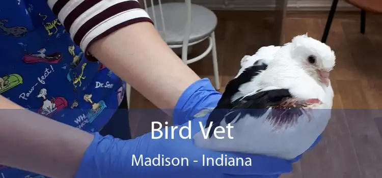 Bird Vet Madison - Indiana