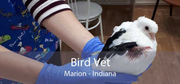 Bird Vet Marion - Indiana