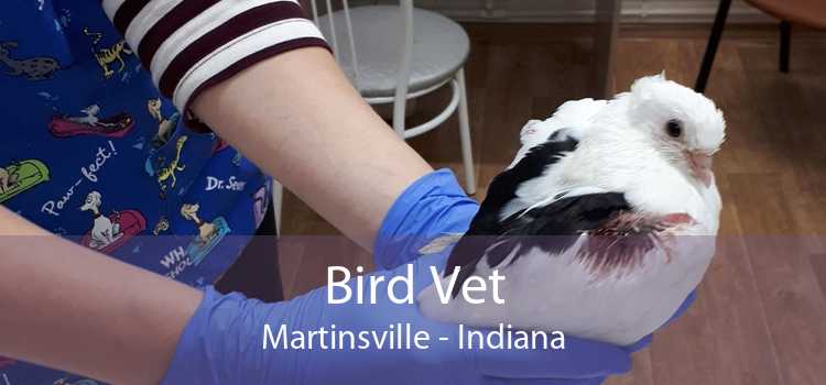 Bird Vet Martinsville - Indiana