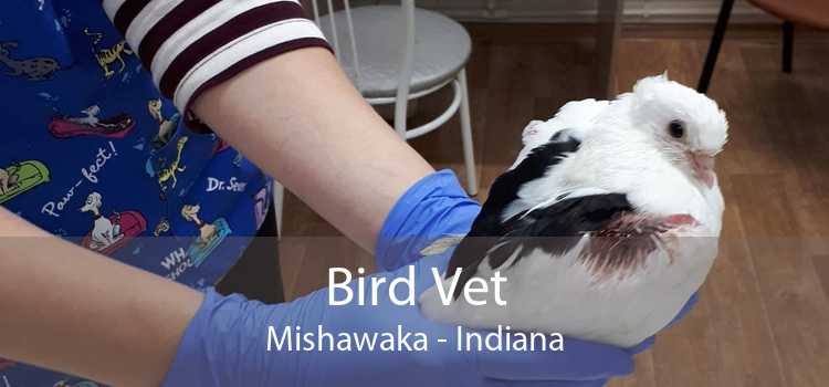 Bird Vet Mishawaka - Indiana