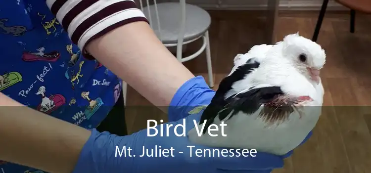 Bird Vet Mt. Juliet - Tennessee