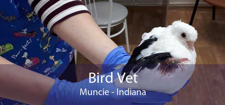 Bird Vet Muncie - Indiana