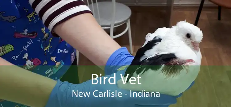 Bird Vet New Carlisle - Indiana