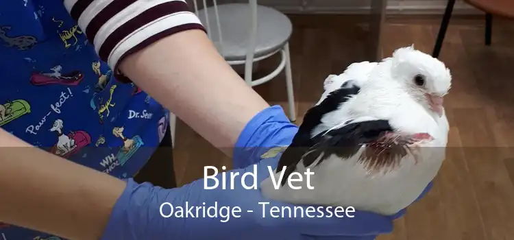 Bird Vet Oakridge - Tennessee