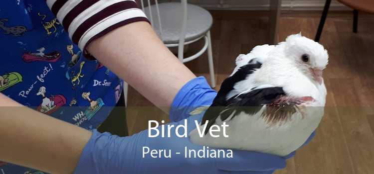 Bird Vet Peru - Indiana