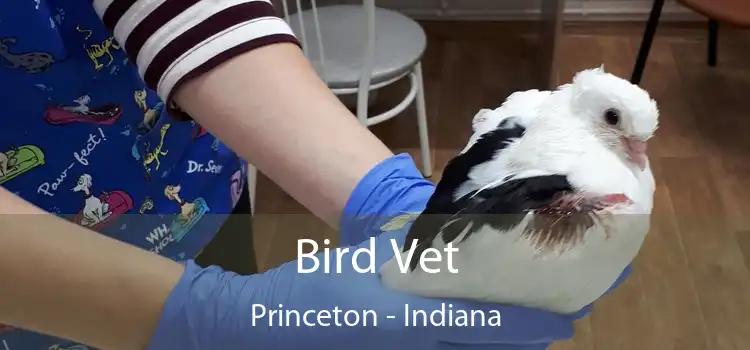 Bird Vet Princeton - Indiana