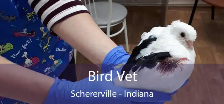 Bird Vet Schererville - Indiana