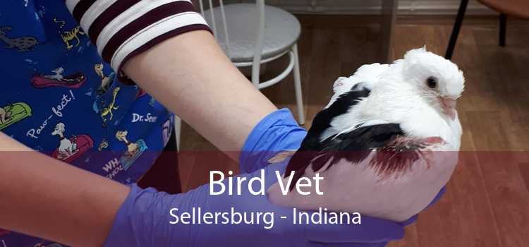Bird Vet Sellersburg - Indiana