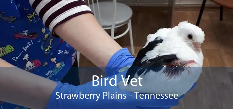 Bird Vet Strawberry Plains - Tennessee