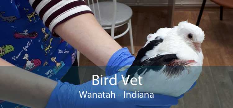 Bird Vet Wanatah - Indiana