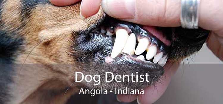 Dog Dentist Angola - Indiana
