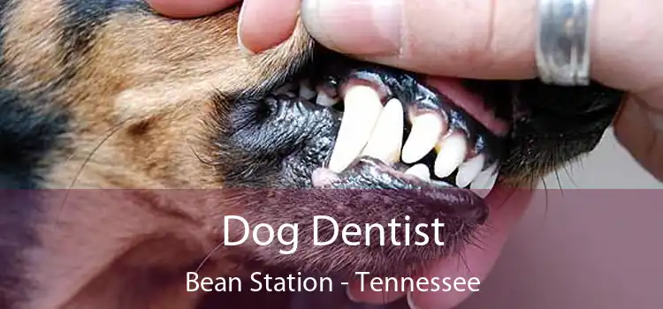 Dog Dentist Bean Station - Tennessee