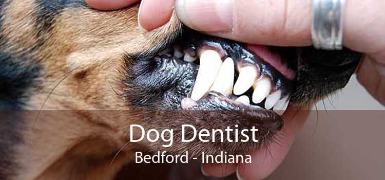 Dog Dentist Bedford - Indiana