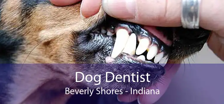 Dog Dentist Beverly Shores - Indiana