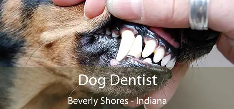 Dog Dentist Beverly Shores - Indiana