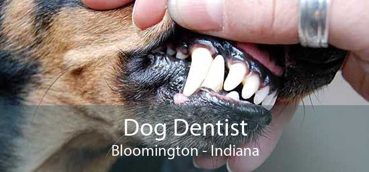 Dog Dentist Bloomington - Indiana