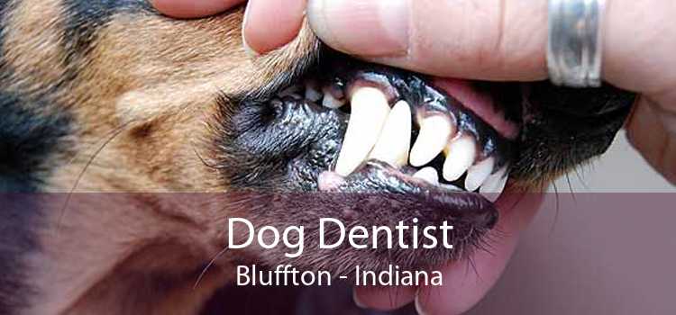 Dog Dentist Bluffton - Indiana