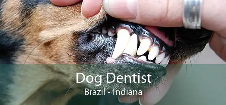 Dog Dentist Brazil - Indiana