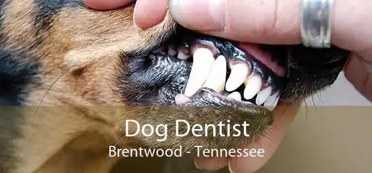 Dog Dentist Brentwood - Tennessee