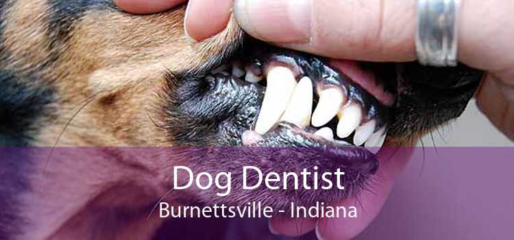 Dog Dentist Burnettsville - Indiana