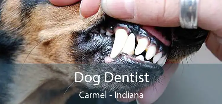 Dog Dentist Carmel - Indiana