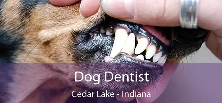 Dog Dentist Cedar Lake - Indiana