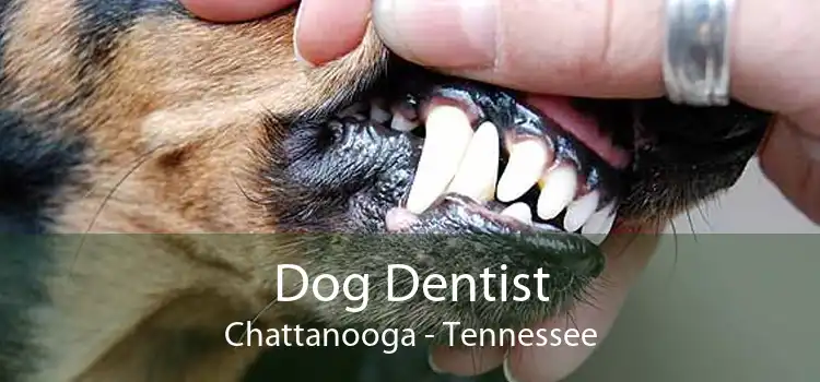Dog Dentist Chattanooga - Tennessee