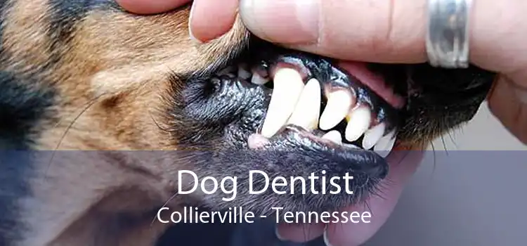 Dog Dentist Collierville - Tennessee