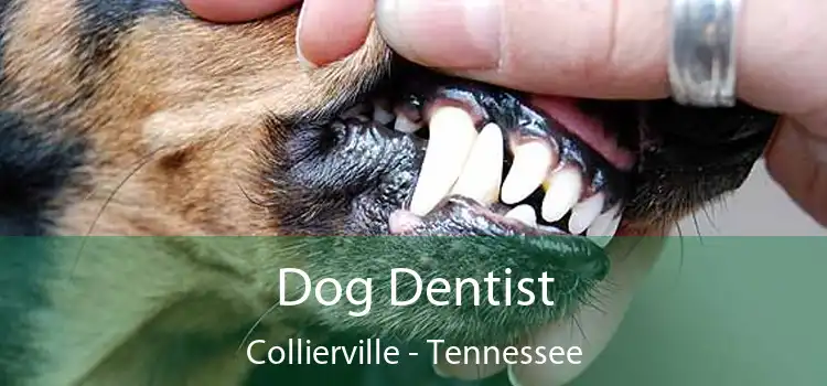 Dog Dentist Collierville - Tennessee