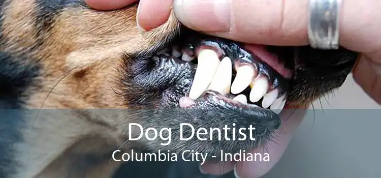 Dog Dentist Columbia City - Indiana