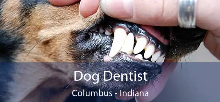 Dog Dentist Columbus - Indiana