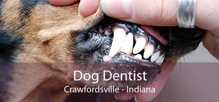 Dog Dentist Crawfordsville - Indiana