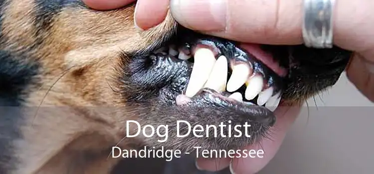 Dog Dentist Dandridge - Tennessee