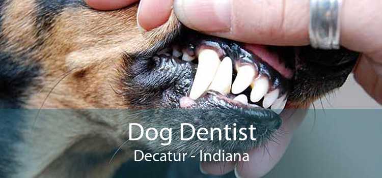 Dog Dentist Decatur - Indiana