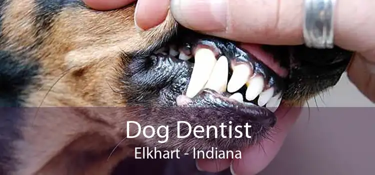 Dog Dentist Elkhart - Indiana