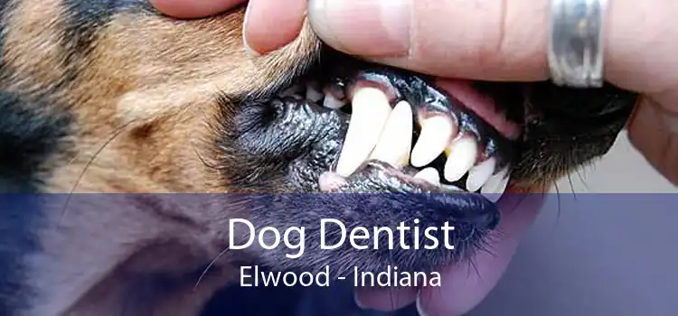 Dog Dentist Elwood - Indiana