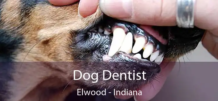 Dog Dentist Elwood - Indiana