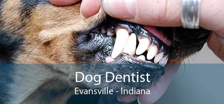 Dog Dentist Evansville - Indiana