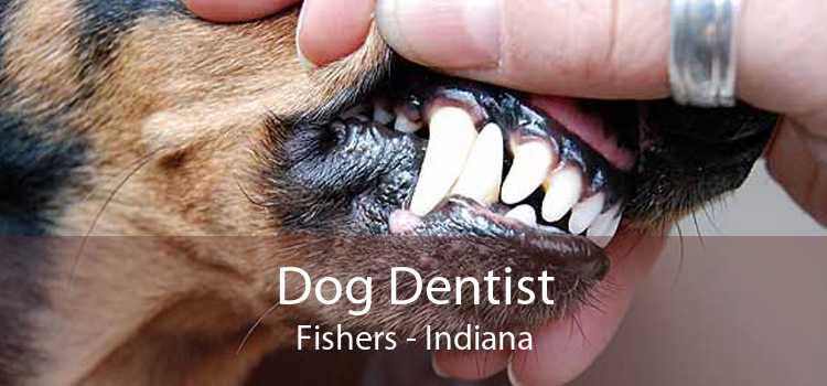 Dog Dentist Fishers - Indiana