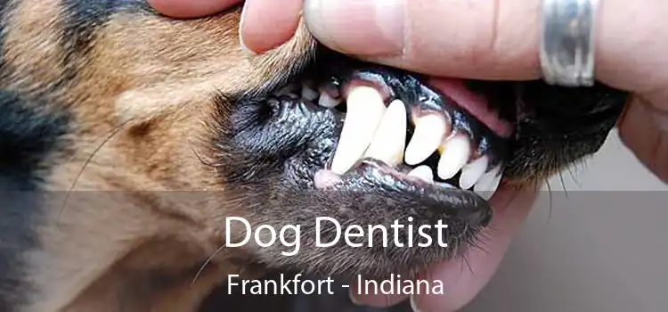 Dog Dentist Frankfort - Indiana